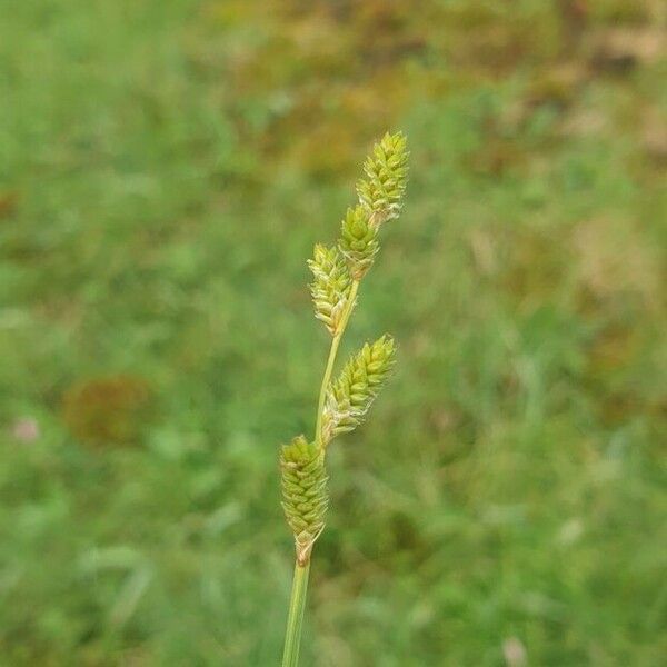 Carex canescens Floare