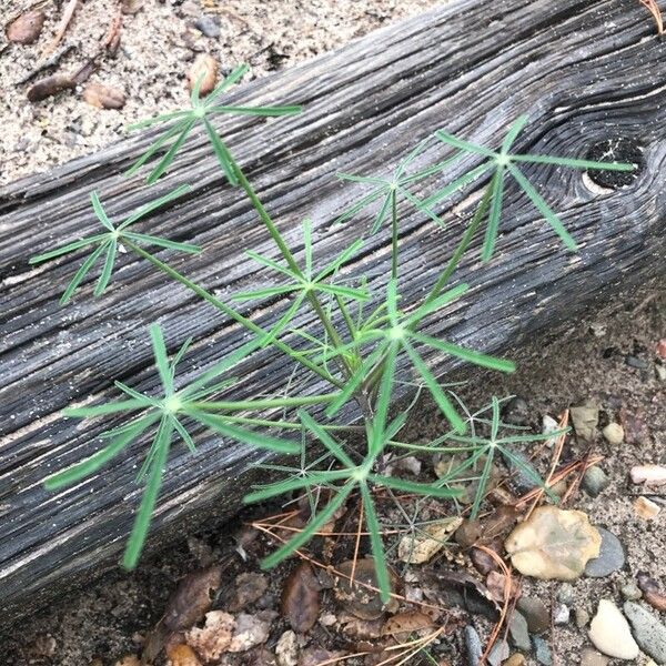 Lupinus angustifolius List