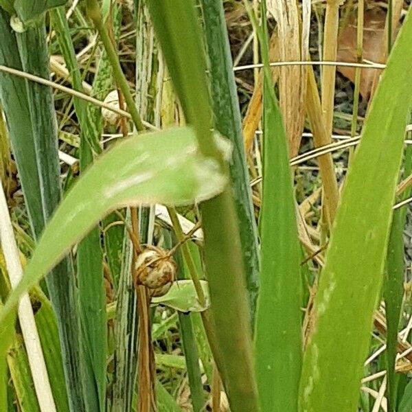 Phalaris canariensis Coajă