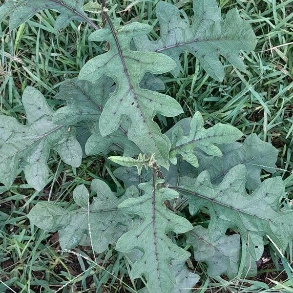 Solanum campechiense Liść