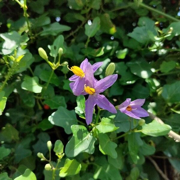 Solanum trilobatum 花