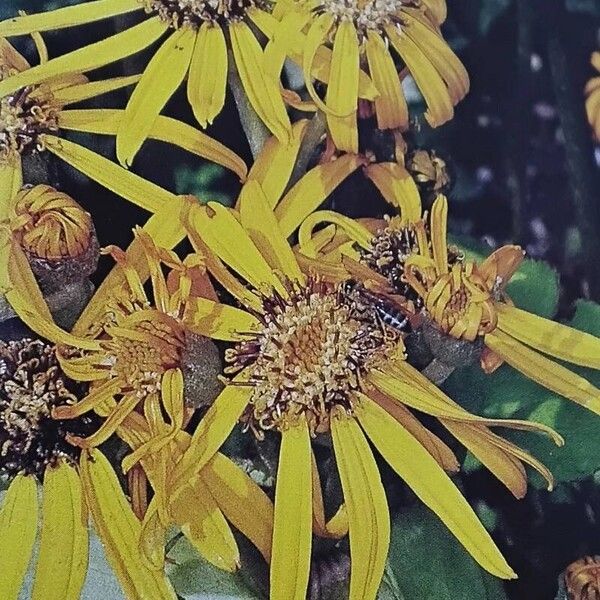 Ligularia dentata പുഷ്പം