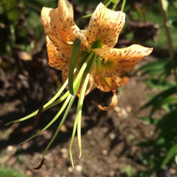 Lilium henryi Flower