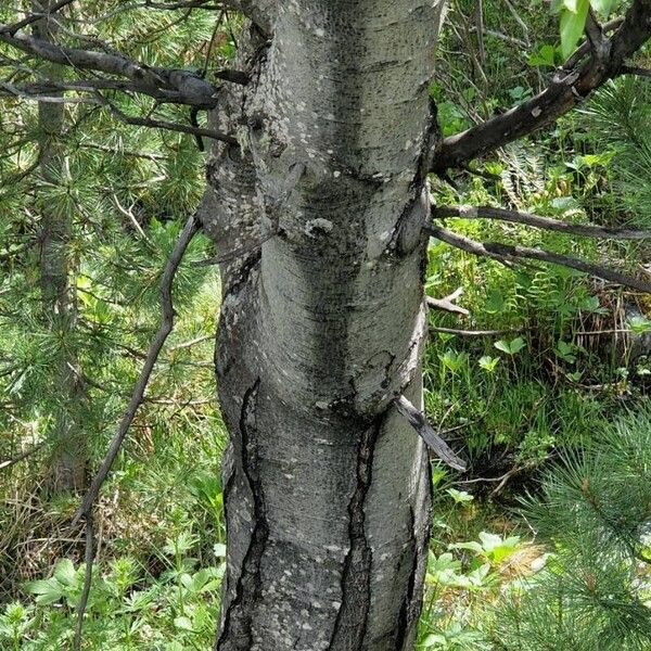 Salix pentandra Corteccia