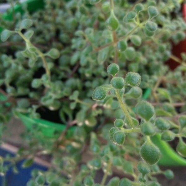 Crassula expansa ഇല