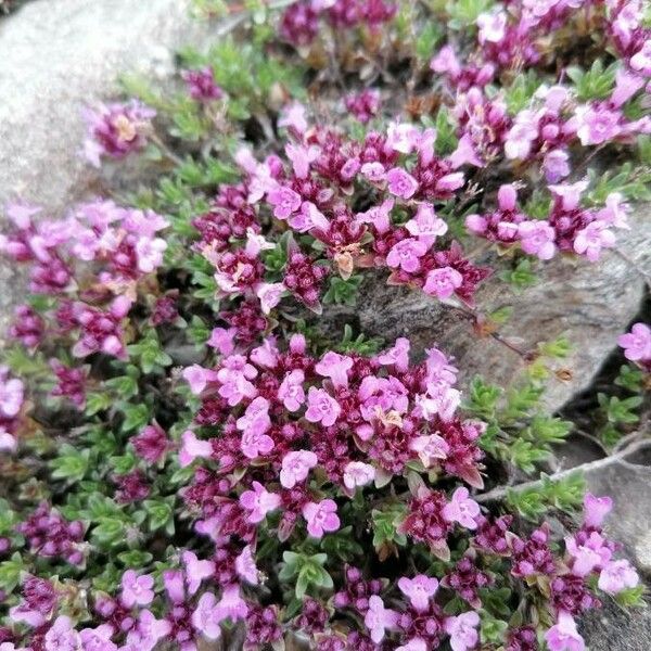 Thymus nervosus ফুল