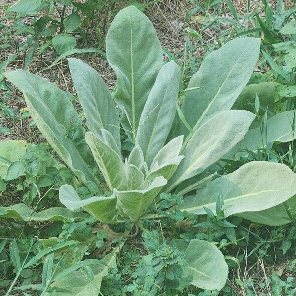 Verbascum phlomoides 葉