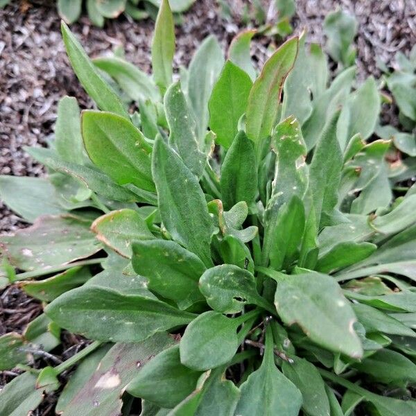 Rumex acetosella Folio