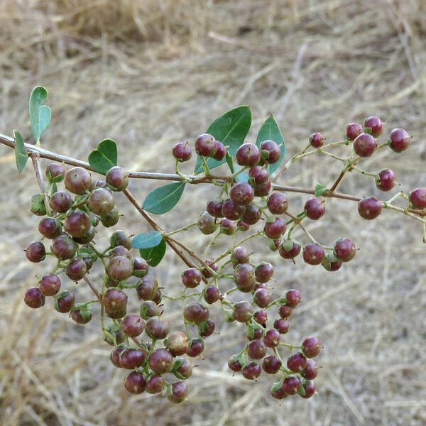 Lawsonia inermis Fruit