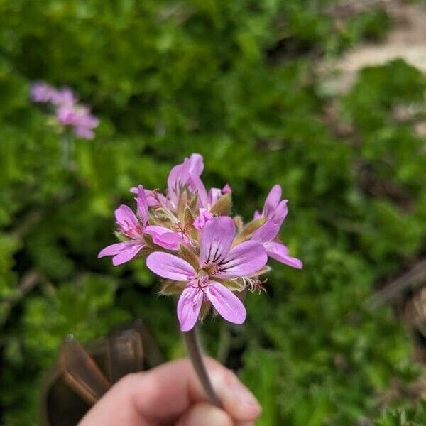 Pelargonium capitatum Кветка