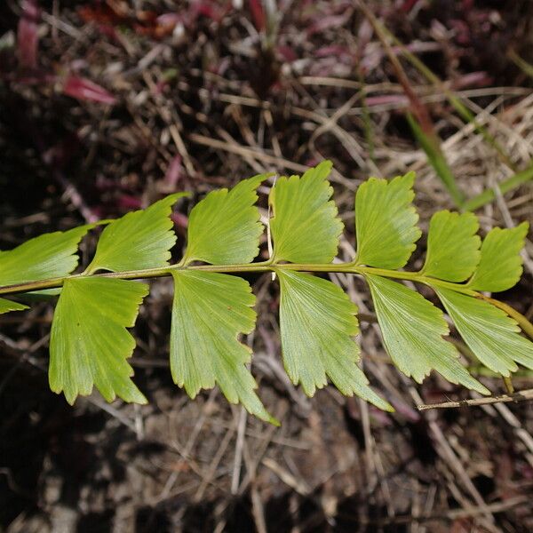 Asplenium stuhlmannii Folha