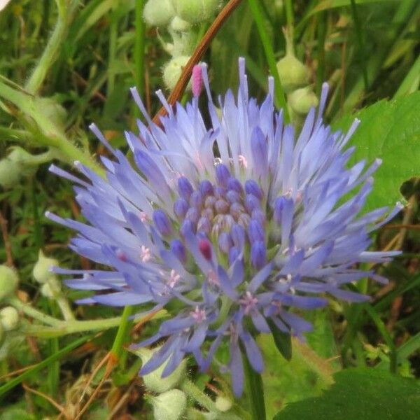 Jasione montana 花