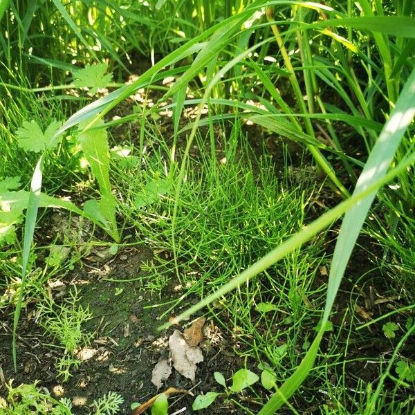 Equisetum arvense Habit