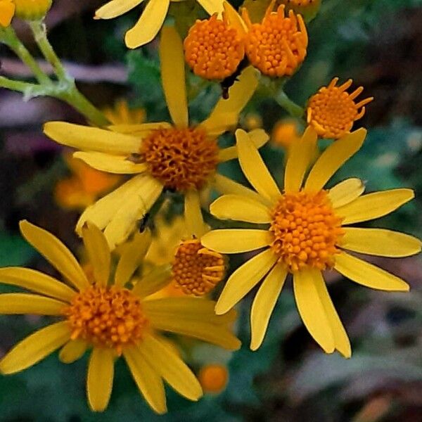 Senecio squalidus 花