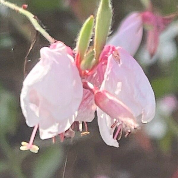 Oenothera gaura Flower