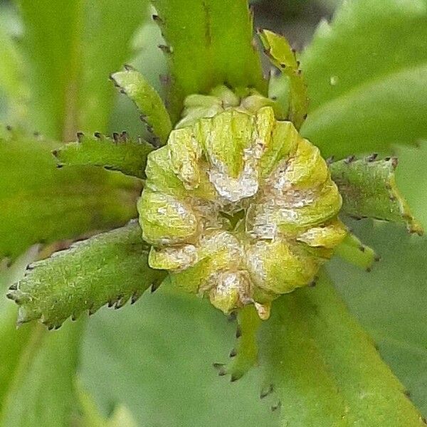 Coleostephus myconis Flower