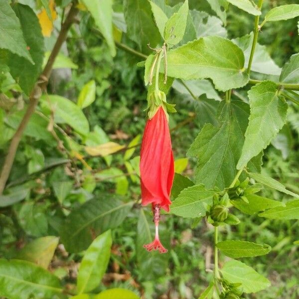 Malvaviscus penduliflorus Flors