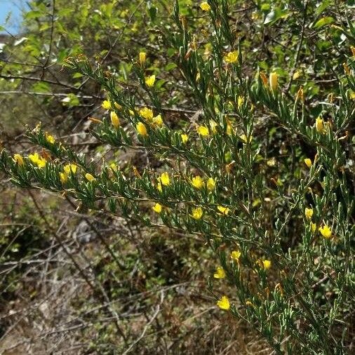 Lactuca viminea 花