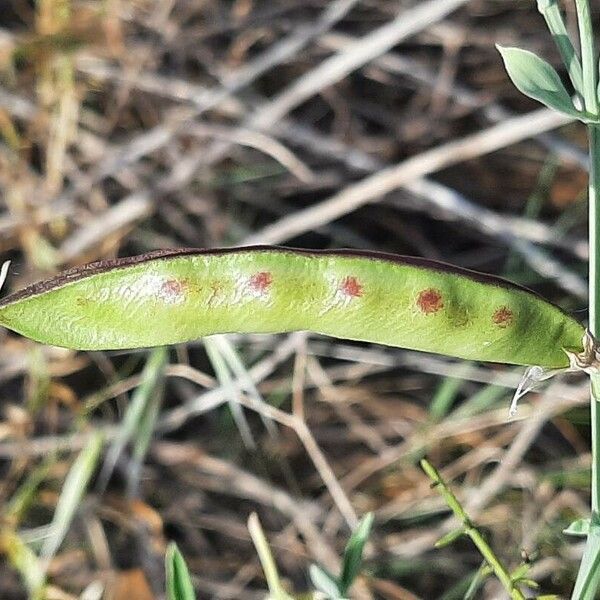 Lathyrus tingitanus Hedelmä