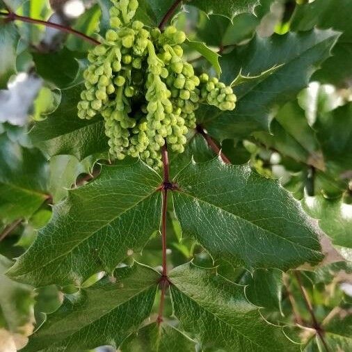 Berberis aquifolium ᱥᱟᱠᱟᱢ