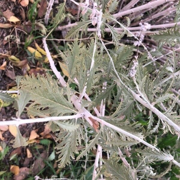 Perovskia atriplicifolia Foglia