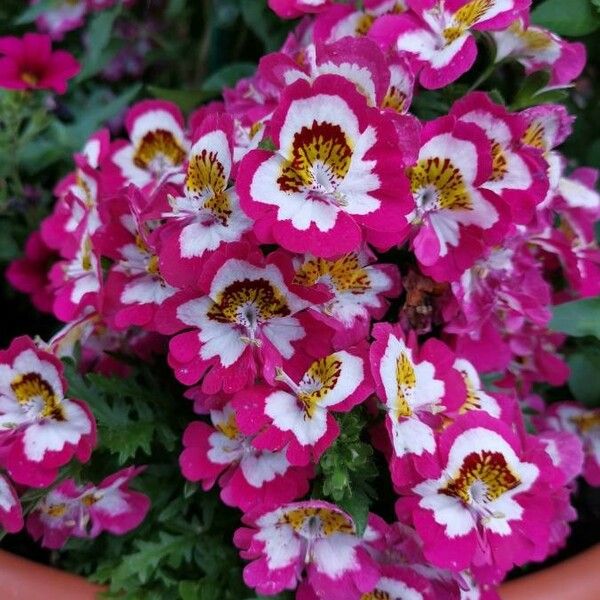 Schizanthus pinnatus പുഷ്പം