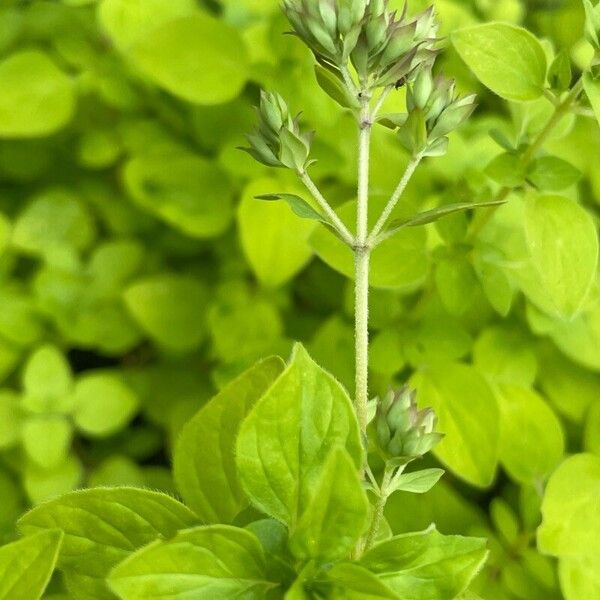 Origanum onites ফুল