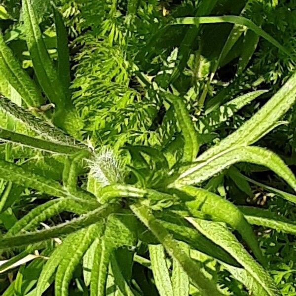 Knautia macedonica Leaf