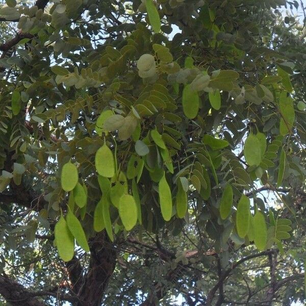 Dalbergia miscolobium Frucht