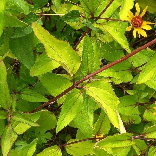 Helianthus pauciflorus Blad