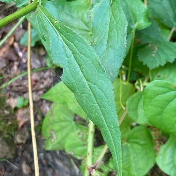 Solidago virgaurea ফুল