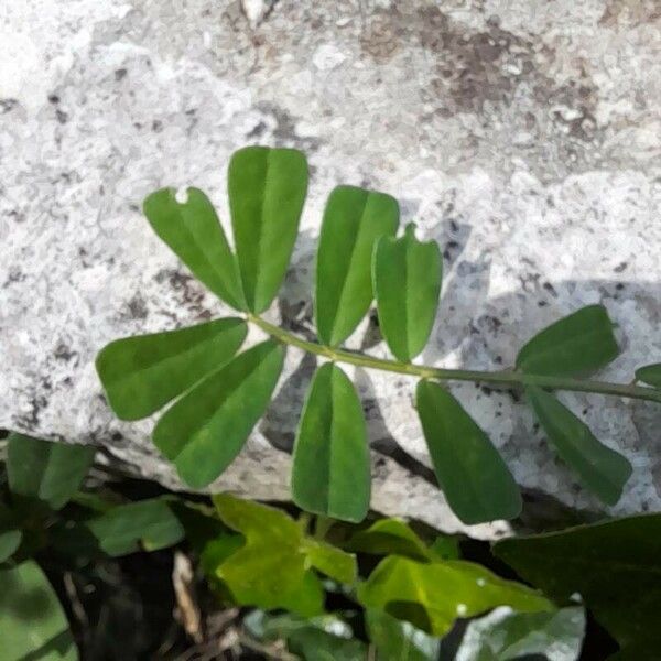 Coronilla securidaca Lehti