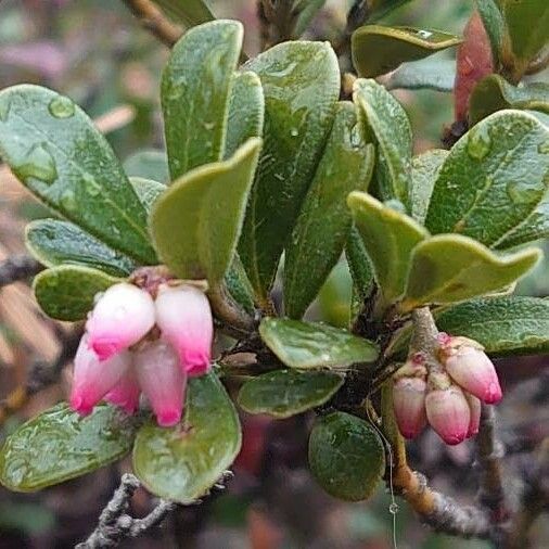 Arctostaphylos uva-ursi পাতা