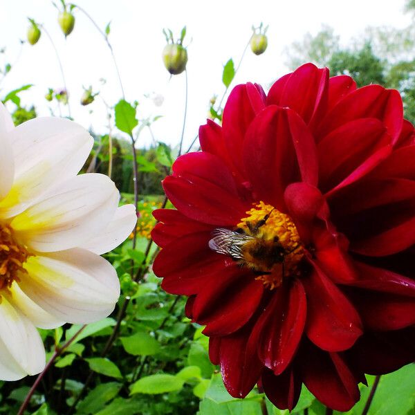 Dahlia pinnata ফুল