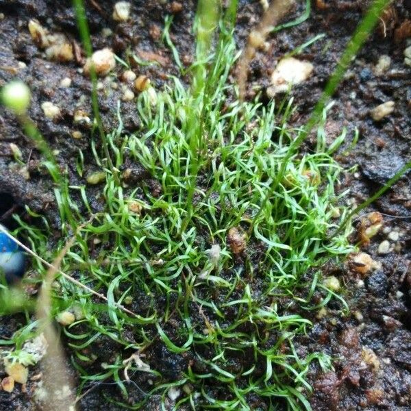 Utricularia subulata Leaf