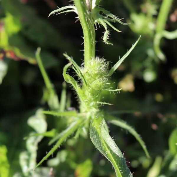 Crepis setosa Blomst