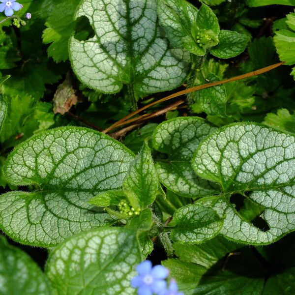 Brunnera macrophylla Fuelha