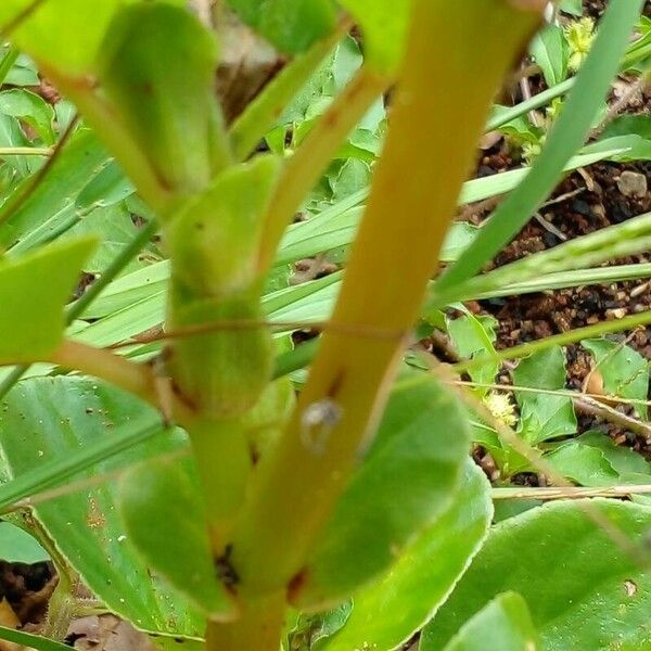 Begonia hirtella Leaf