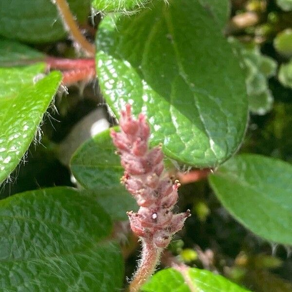 Salix reticulata Flower