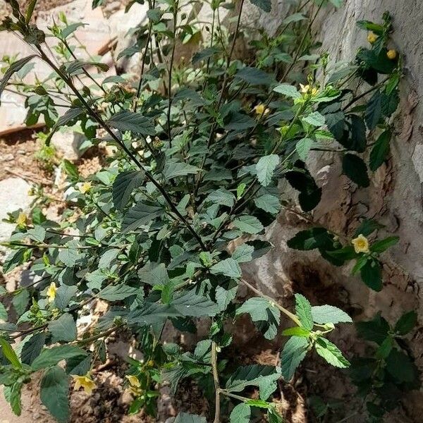 Sida rhombifolia Alkat (teljes növény)
