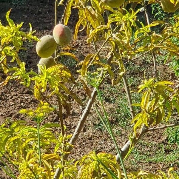 Prunus amygdalus Frunză