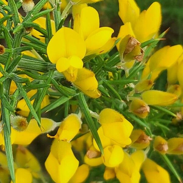 Ulex europaeus ফুল