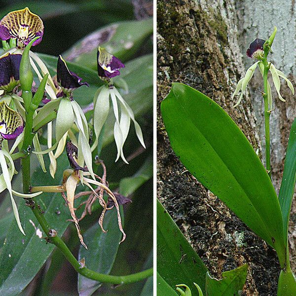 Observation: Prosthechea cochleata (L.) W.E.Higgins (EOL − Dick Culbert ...