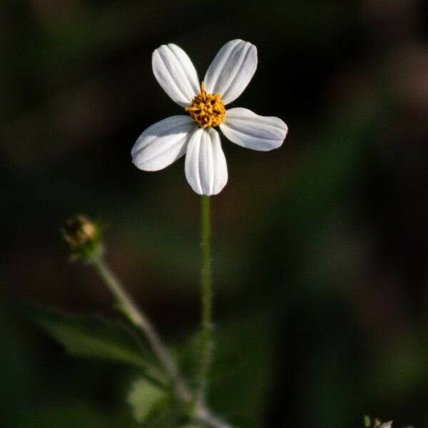 Bidens pilosa 花