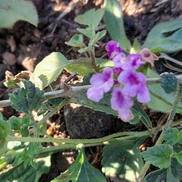 Lantana montevidensis Цвят