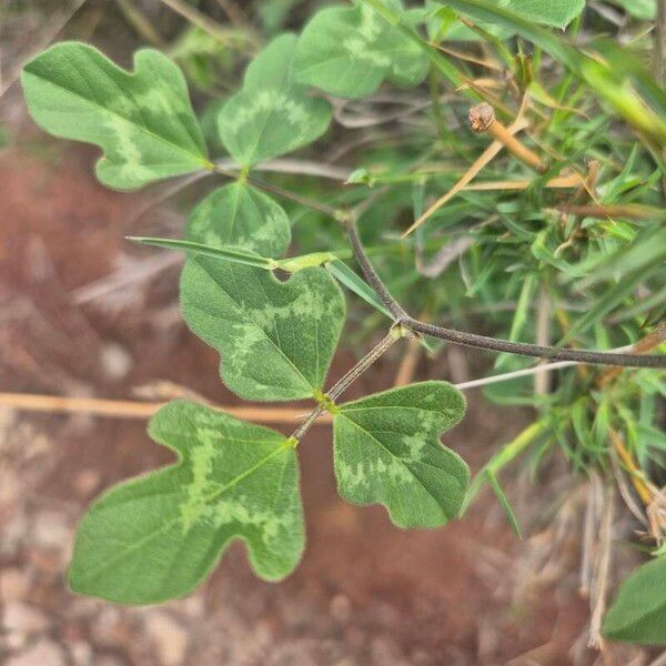 Vigna frutescens पत्ता