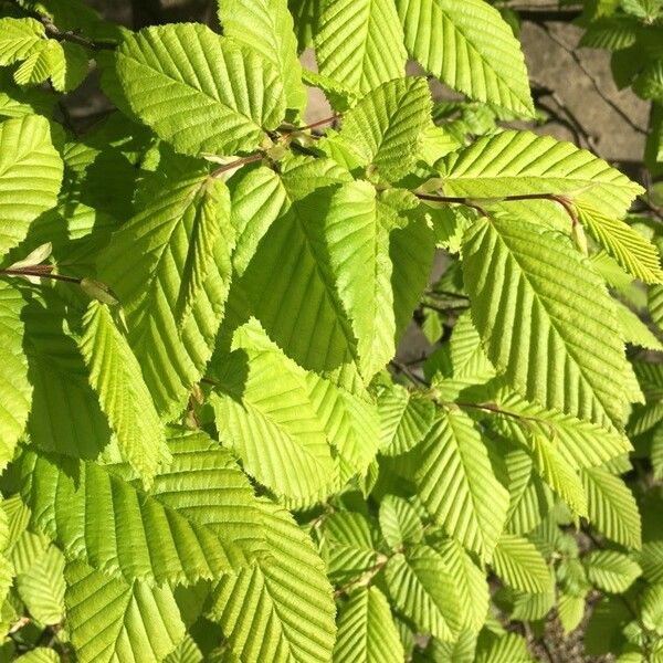 Carpinus betulus Foglia