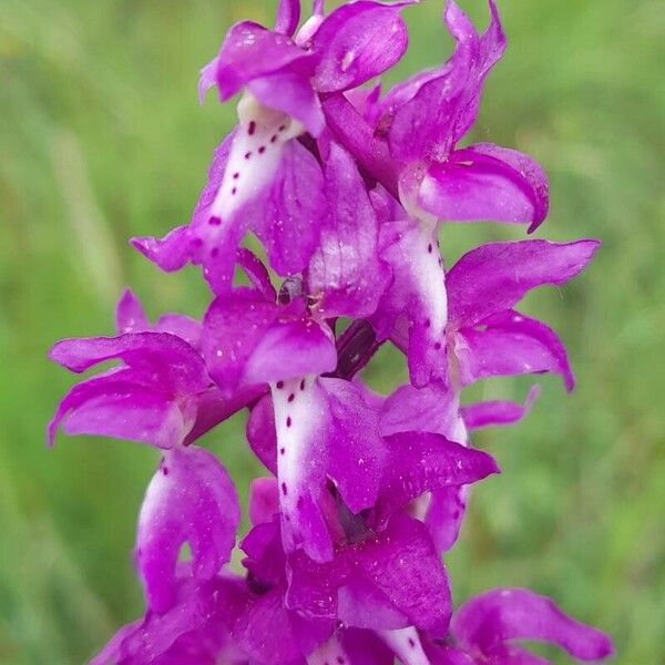 Orchis mascula Flower