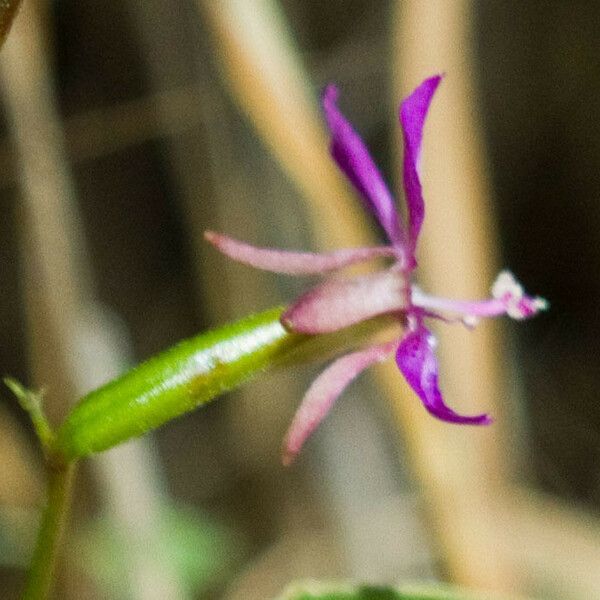 Clarkia rhomboidea Lorea