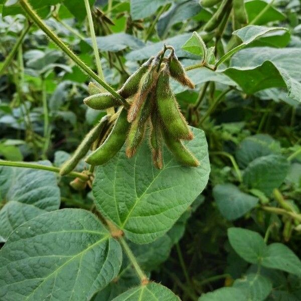 Glycine max Fruit